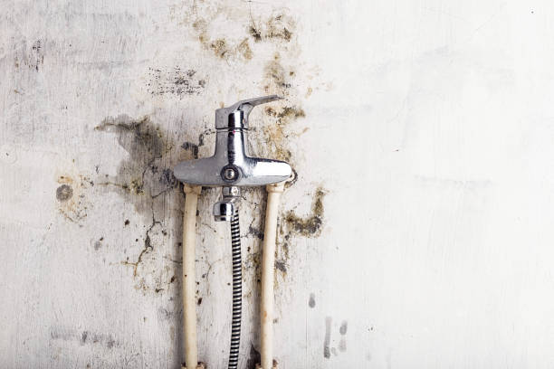 Best Toxic Mold Removal  in Sturgis, SD