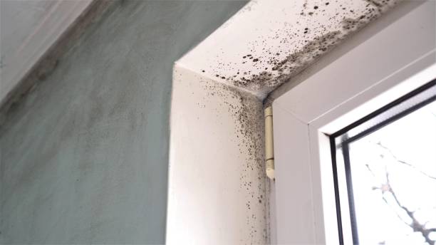 Best Commercial Mold Removal  in Sturgis, SD