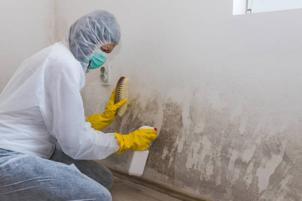 Best Black Mold Removal  in Sturgis, SD