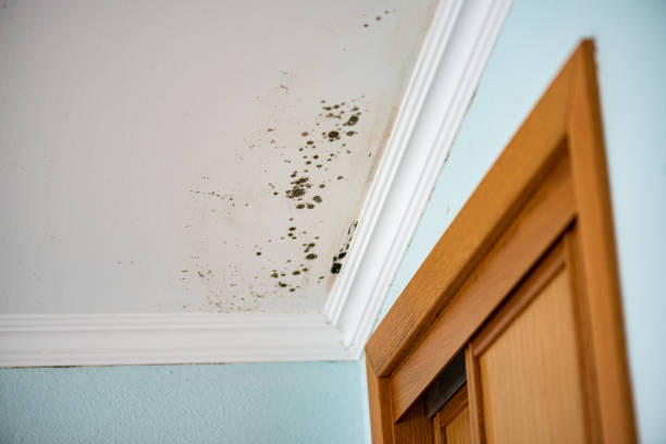 Best Mold Remediation  in Sturgis, SD