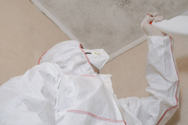 Best Attic Mold Removal  in Sturgis, SD