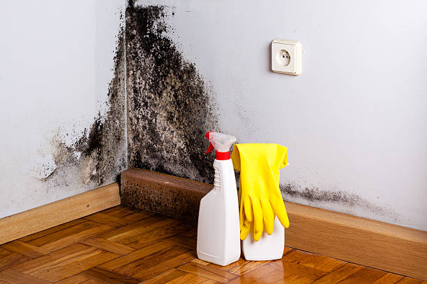 Best Fast Mold Removal  in Sturgis, SD