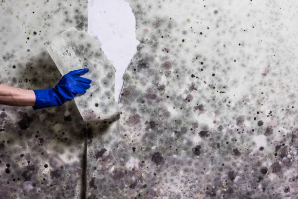 Best Residential Mold Removal  in Sturgis, SD