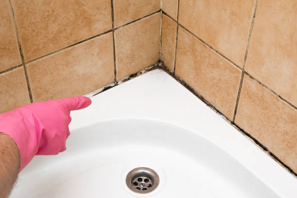 Best Certified Mold Removal  in Sturgis, SD